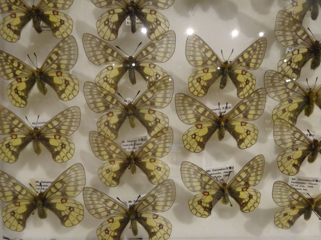 ウスバキチョウ 蝶 標本 【公式通販】