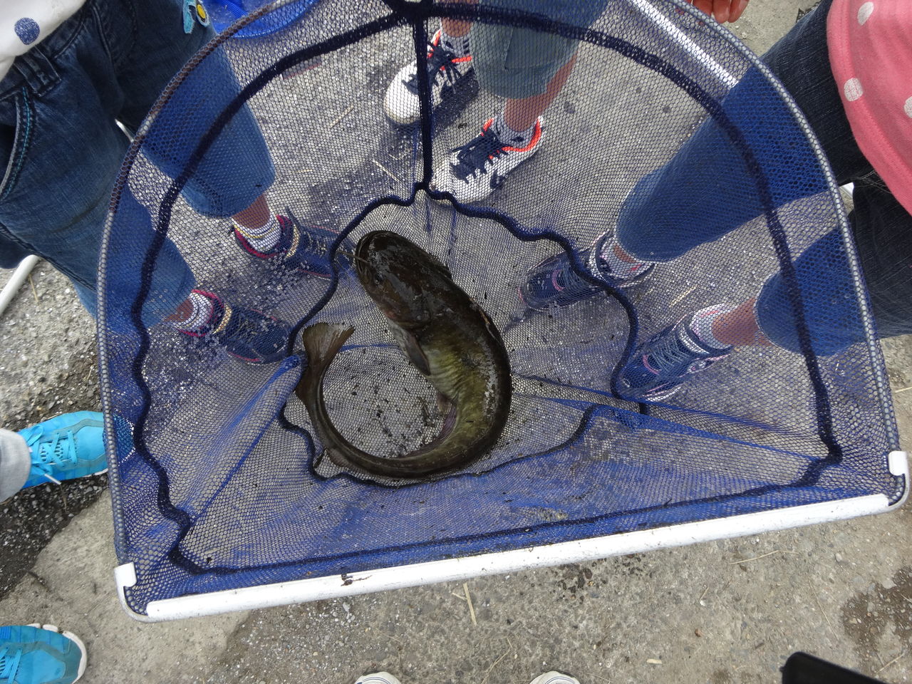 巨大ナマズ捕獲 蝶と共に暮らす部屋