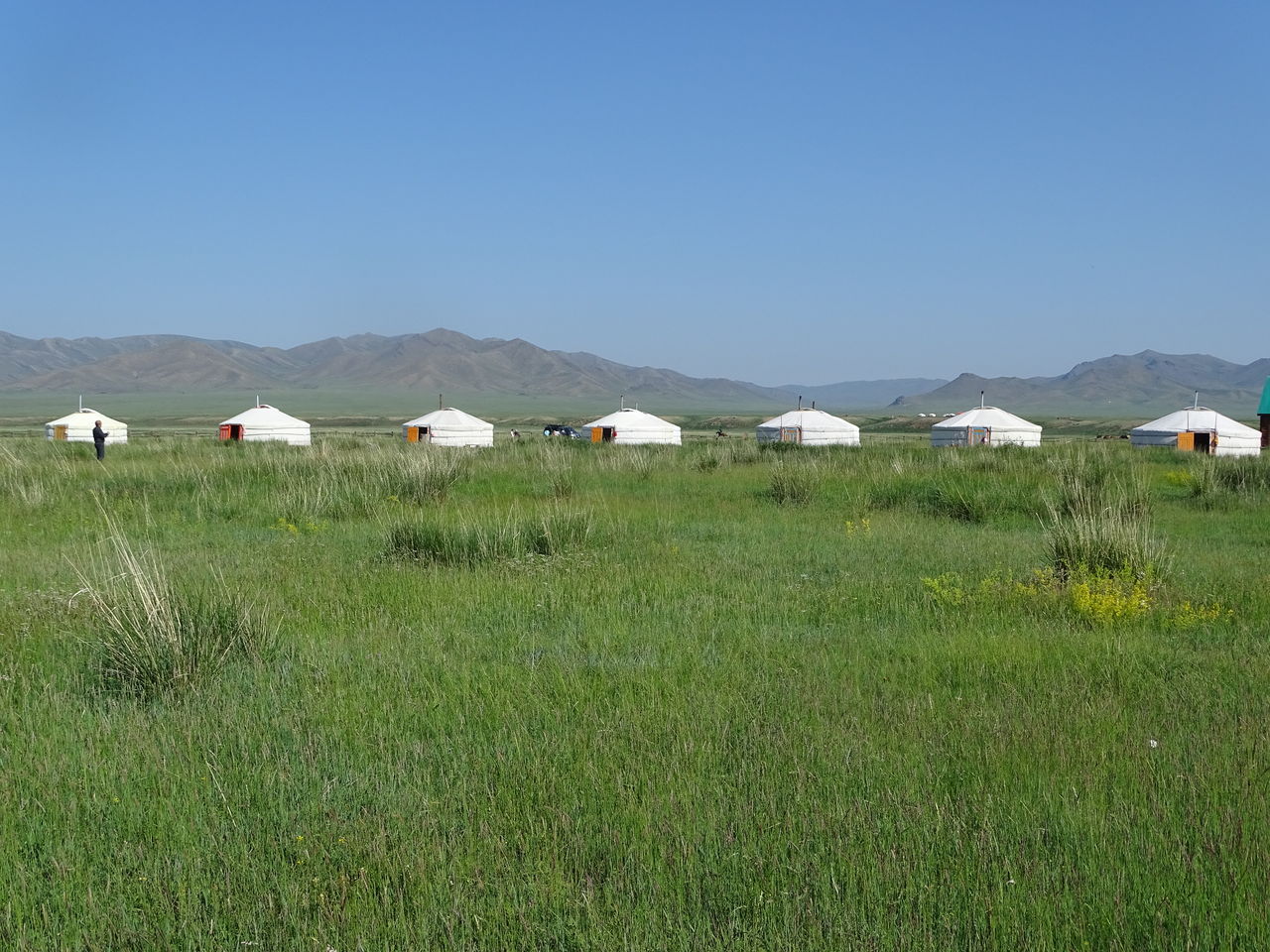 モンゴルの大草原 蝶と共に暮らす部屋