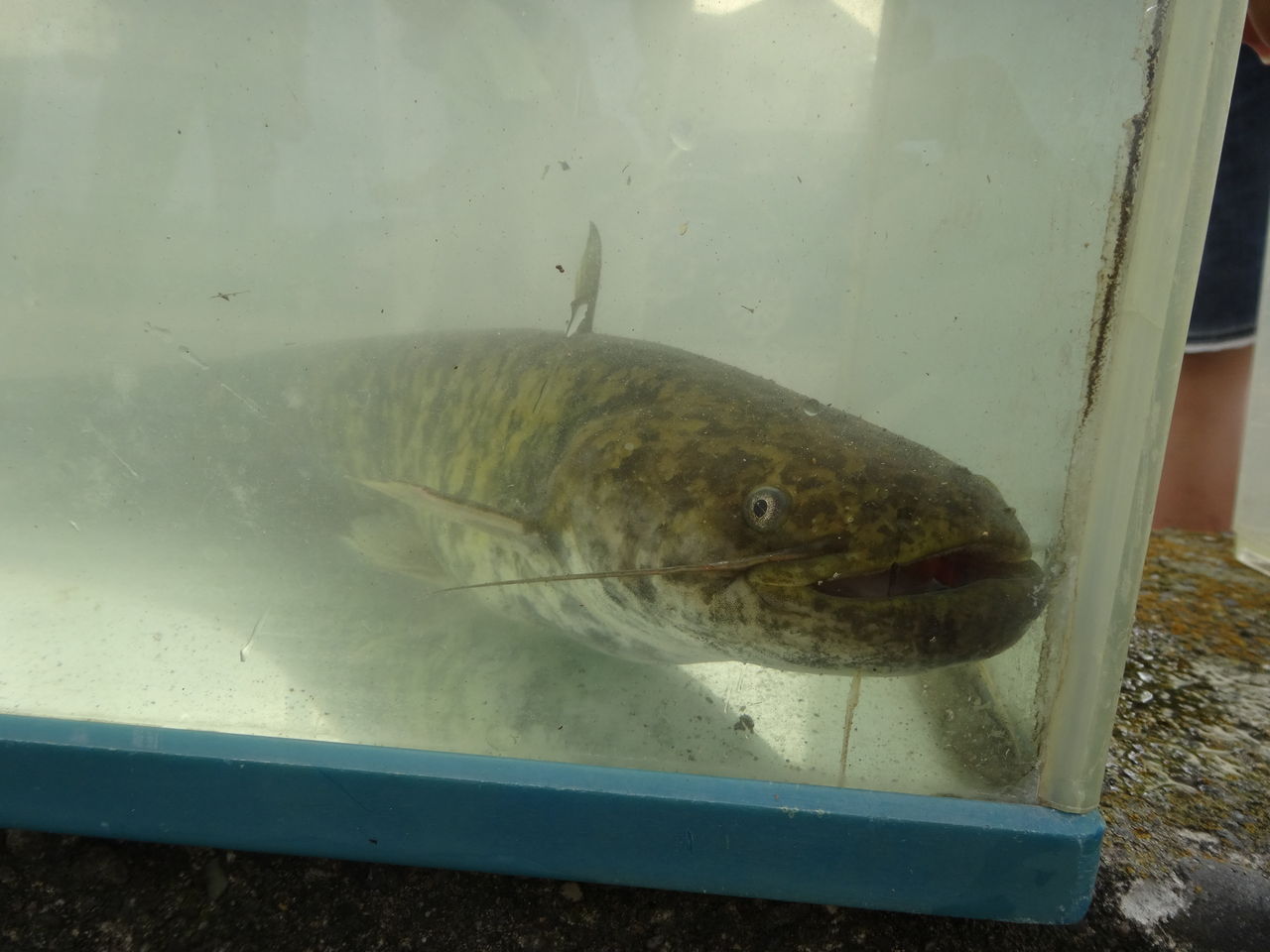 巨大ナマズ捕獲 蝶と共に暮らす部屋