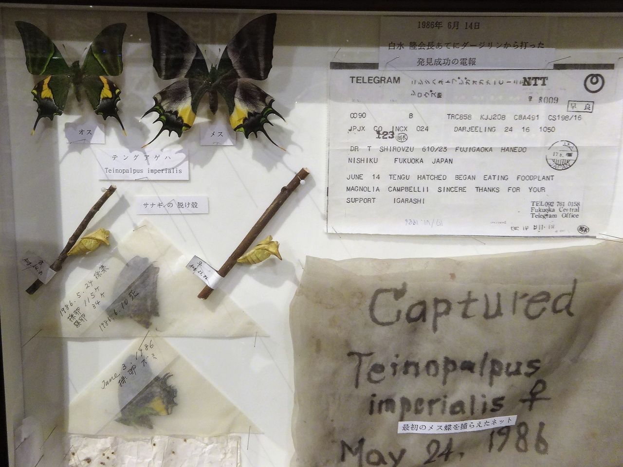 珠玉の昆虫標本特別展 : 蝶と共に暮らす部屋