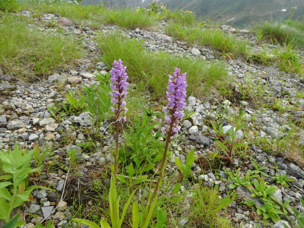立山の高山植物 蝶と共に暮らす部屋 立山の高山植物 蝶と共に暮らす部屋