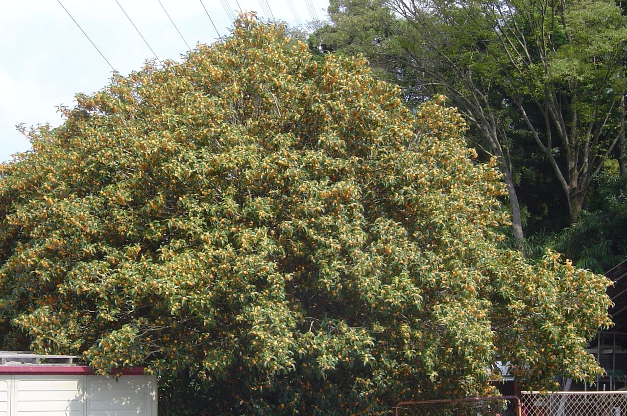 金木犀と銀木犀 蝶と共に暮らす部屋