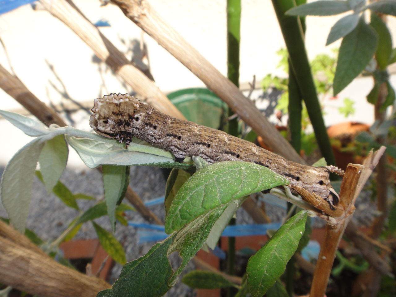 クロメンガタスズメ 蝶と共に暮らす部屋