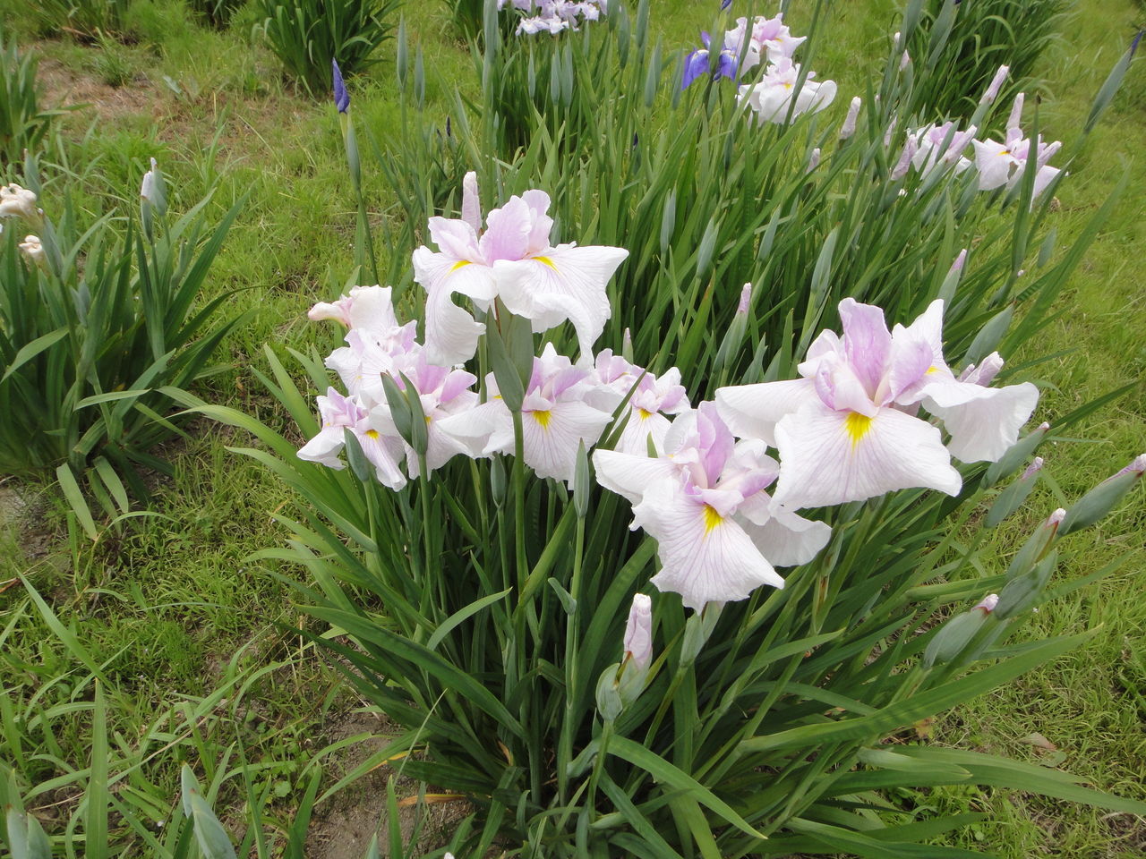 菖蒲のアヤメ 蝶と共に暮らす部屋 菖蒲のアヤメ 蝶と共に暮らす部屋