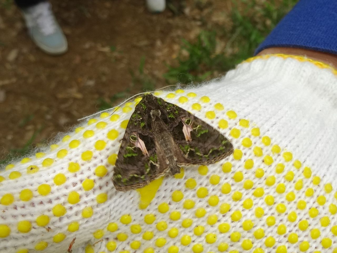 初夏の林の虫の観察会 蝶と共に暮らす部屋 初夏の林の虫の観察会 蝶と共に暮らす部屋