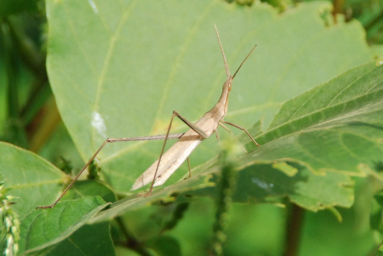 秋の虫 蝶と共に暮らす部屋 秋の虫 蝶と共に暮らす部屋