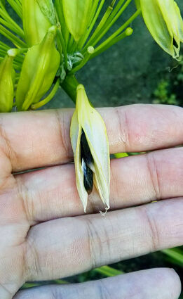 アガパンサスの種 ヒサトわーるど22