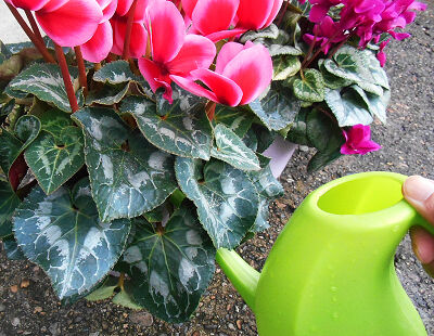 シクラメンへの水やり ヒサトわーるど22