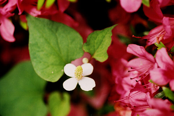 フィルムカメラ写真展 3 白い花 赤い花 白くて赤い花 ヒサトわーるど21