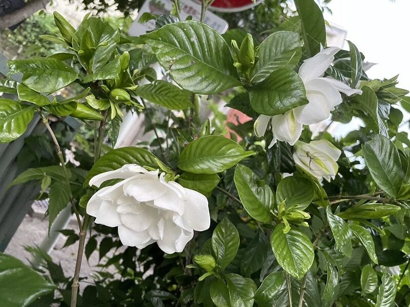 三大 香り 海と酒と黒柴と