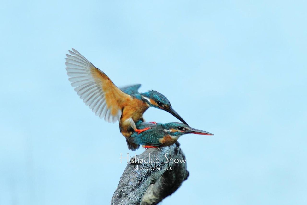 飛写倶楽部通信 080 鳥の飛翔を連射で撮る 飛写倶楽部通信 飛写倶楽部通信 080 鳥の飛翔を連射で撮る 飛写倶楽部通信