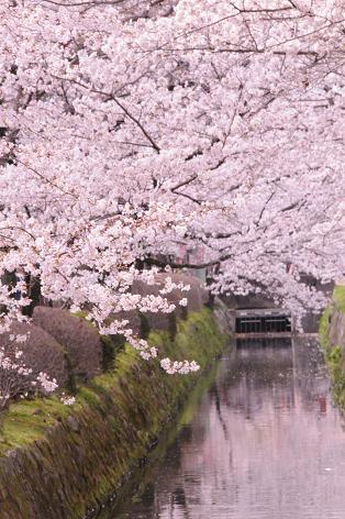 京都の桜 哲学の道 内藤久夫の ほっと一息 日記 京都の桜 哲学の道 内藤久夫の ほっと一息 日記