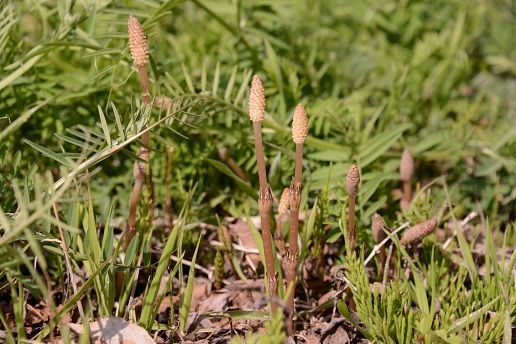 すももの花咲く 内藤久夫の ほっと一息 日記