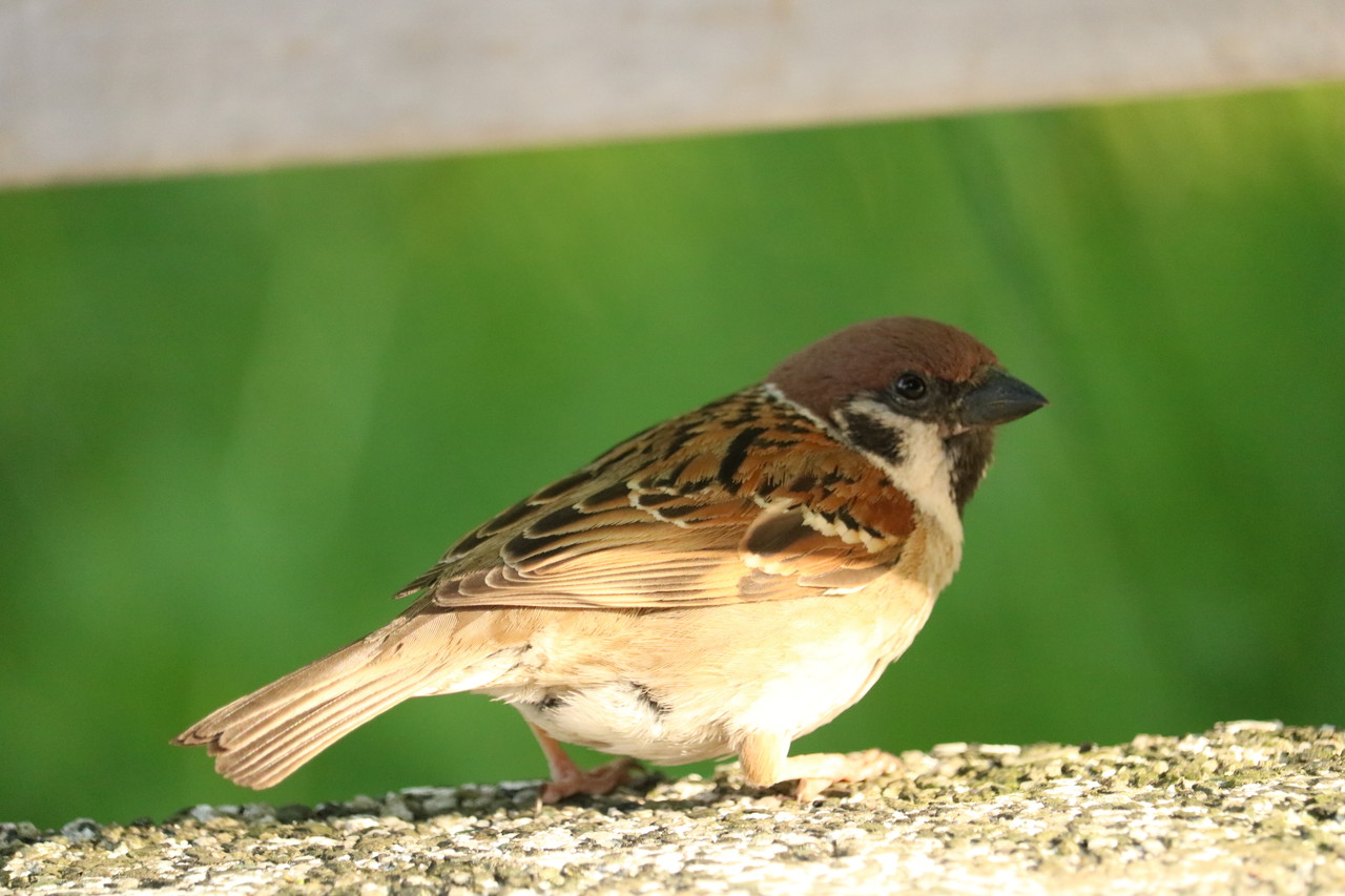 小さい鳥たち 1 翡翠探鳥くんの関西野鳥記 小さい鳥たち 1 翡翠探鳥くんの関西野鳥記