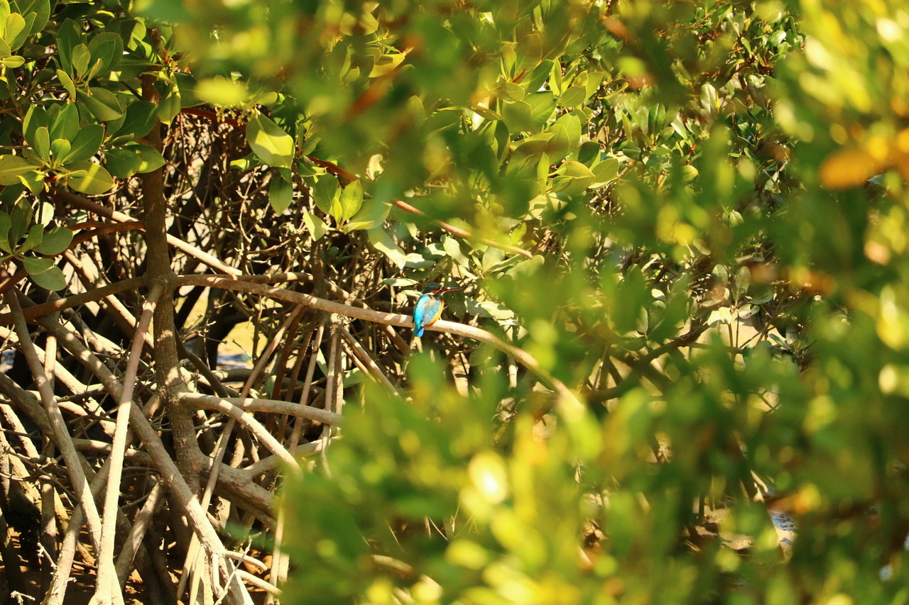 小さい鳥たち １ 翡翠探鳥くんの関西野鳥記