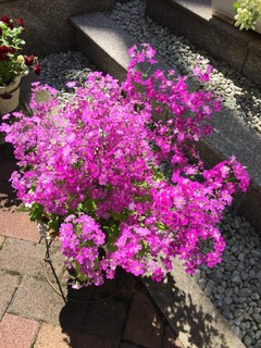 写真 2017-04-20 10 39 29