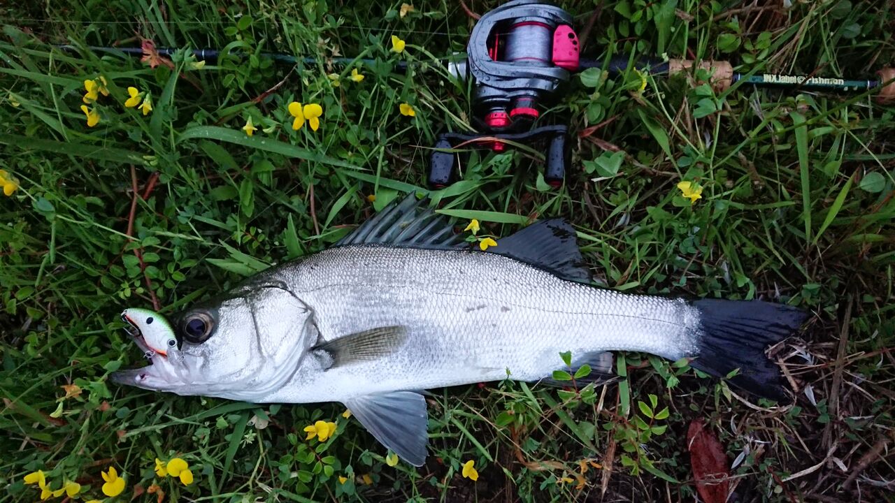 雨の後は水門周辺が熱い 釣り人ひたれん