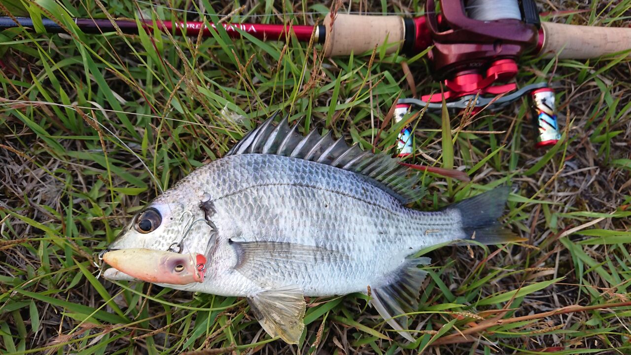 チヌ キビレ 釣り人ひたれん チヌ キビレ 釣り人ひたれん