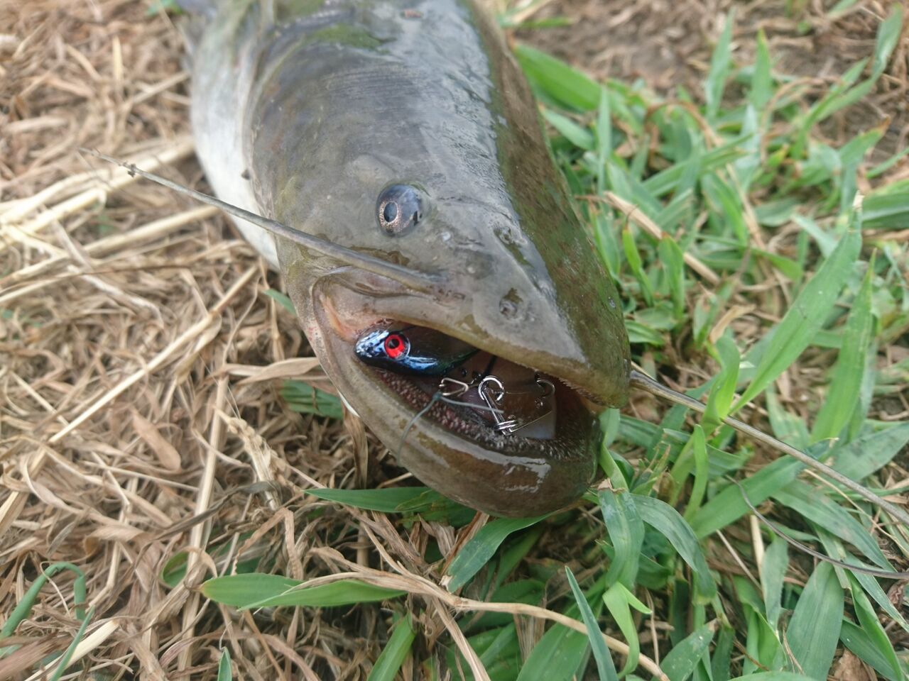 19年11月10日 釣り人ひたれん