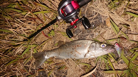 釣行 サビアを使ってベイトフィネスマイクロベイトシーバス 釣り人ひたれん 釣行 サビアを使ってベイトフィネスマイクロベイトシーバス 釣り人ひたれん