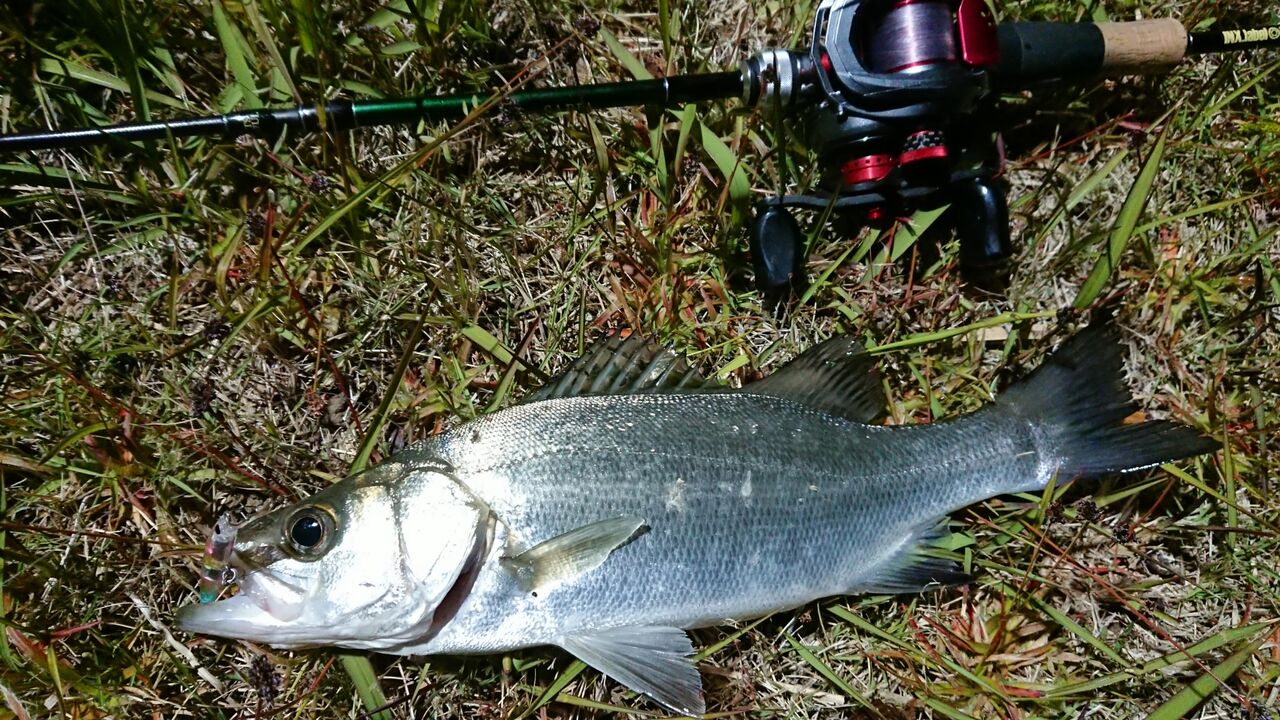 釣行 サビアでベイトフィネスシーバス 釣り人ひたれん