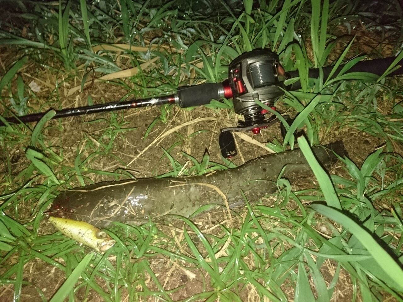 ベイトリール遍歴 レボlt スコーピオンbfs Xgまで 釣り人ひたれん