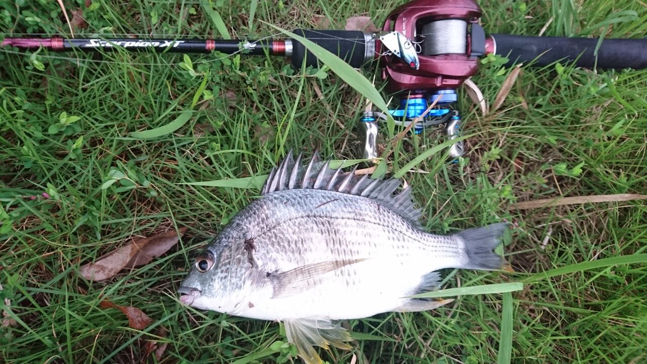 19年11月10日 釣り人ひたれん