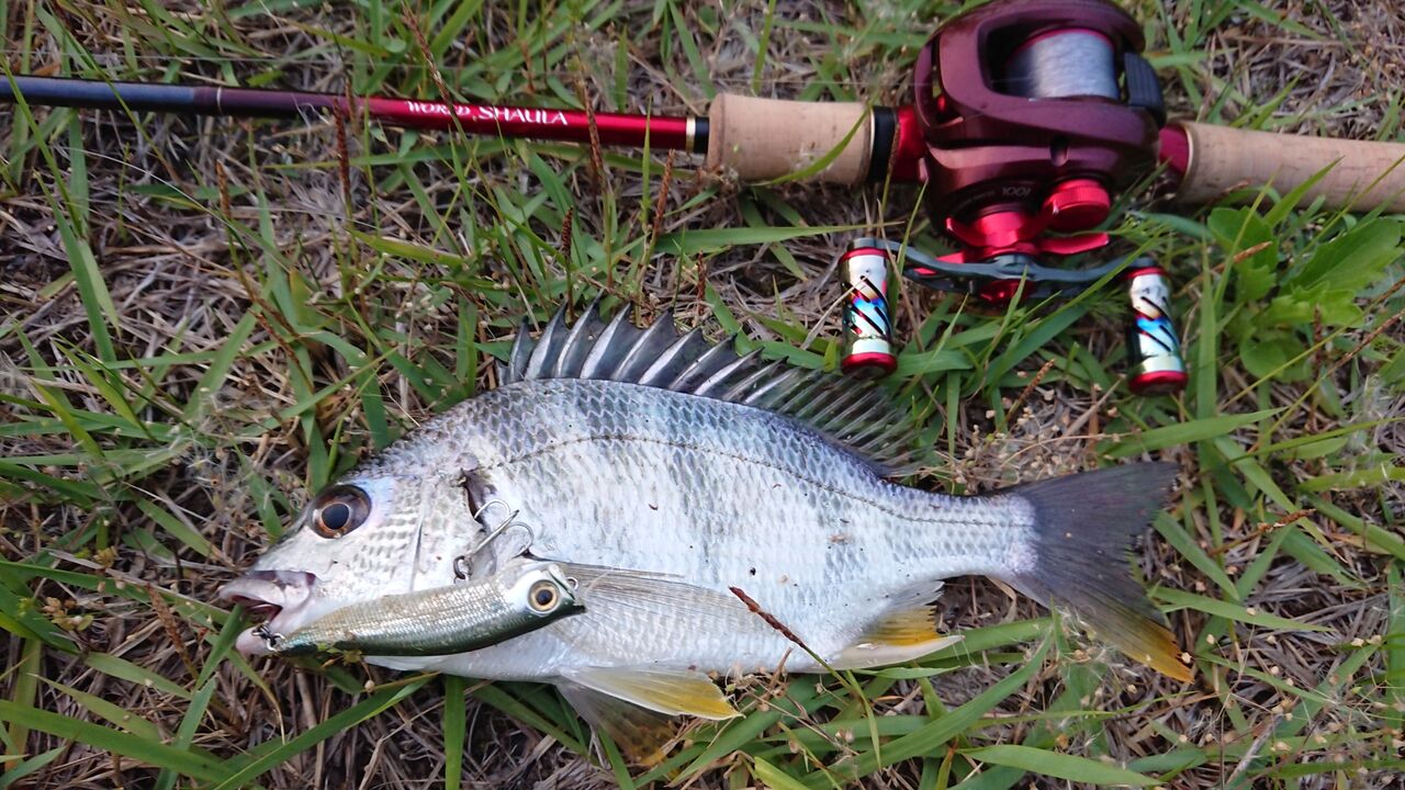 年シーズントップチヌ開幕 釣り人ひたれん