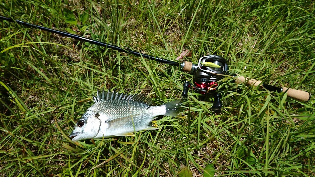 バンタム165l Bfs をキビレゲームに使用したインプレ 釣り人ひたれん