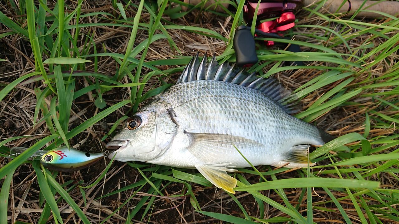 釣行 クランク シャッドでベイトフィネス キビレ シーバス狙いへ 釣り人ひたれん 釣行 クランク シャッドでベイトフィネス キビレ シーバス狙いへ 釣り人ひたれん