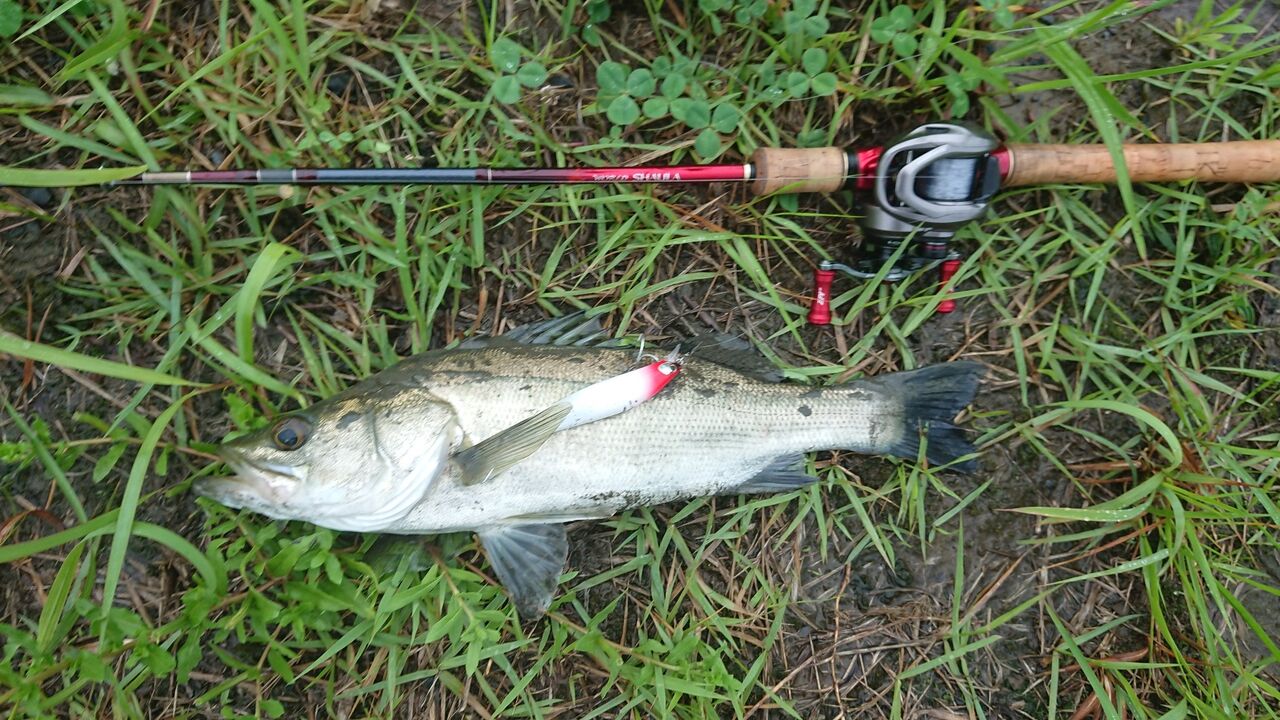 インプレ】ワールドシャウラ1600SSを5か月使った感想 : 釣り人ひたれん