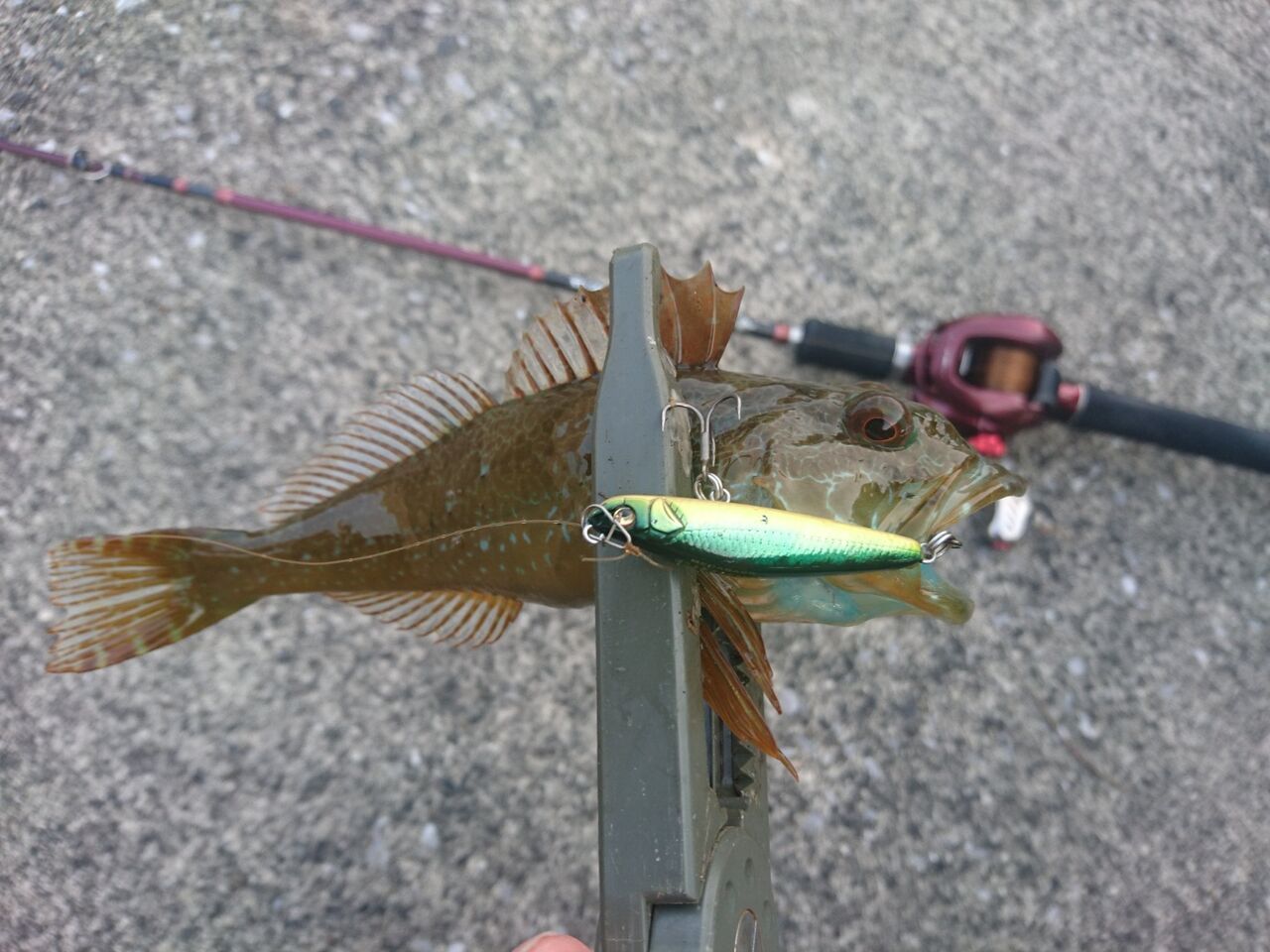 ハウツー アナハゼのルアー釣り プラグでアナハゼ 釣り人ひたれん ハウツー アナハゼのルアー釣り プラグでアナハゼ 釣り人ひたれん