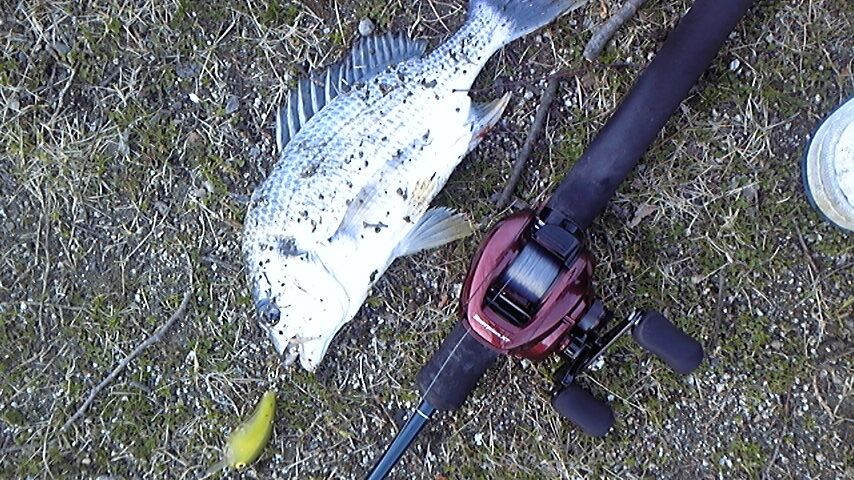 ハウツー クランクベイトでのチヌ キビレゲーム 釣り人ひたれん
