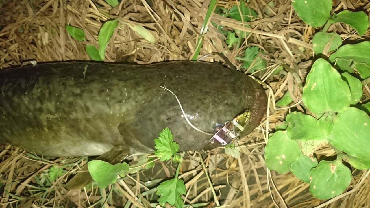 19年11月10日 釣り人ひたれん