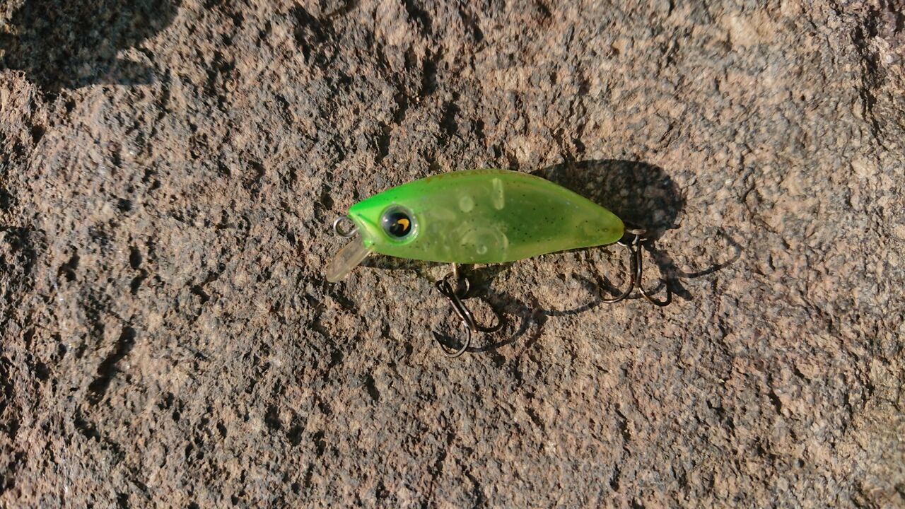 メバリング 釣り人ひたれん