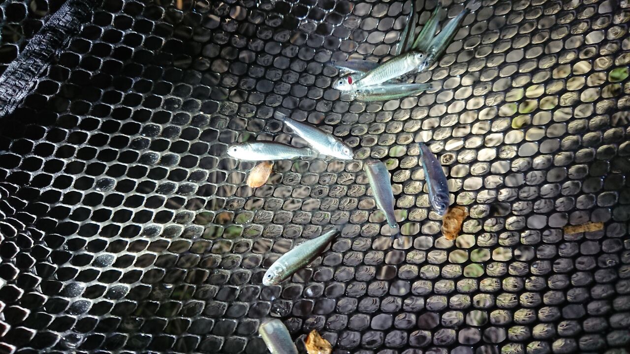 シーバス 釣り人ひたれん