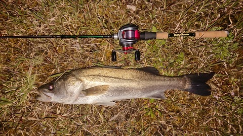 サビア67ULを一年使ったインプレ : 釣り人ひたれん