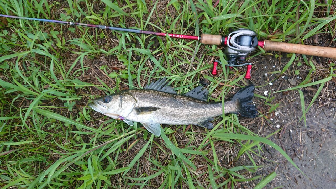 釣行 雨降りしきる中 シーバスへ 釣り人ひたれん 釣行 雨降りしきる中 シーバスへ 釣り人ひたれん