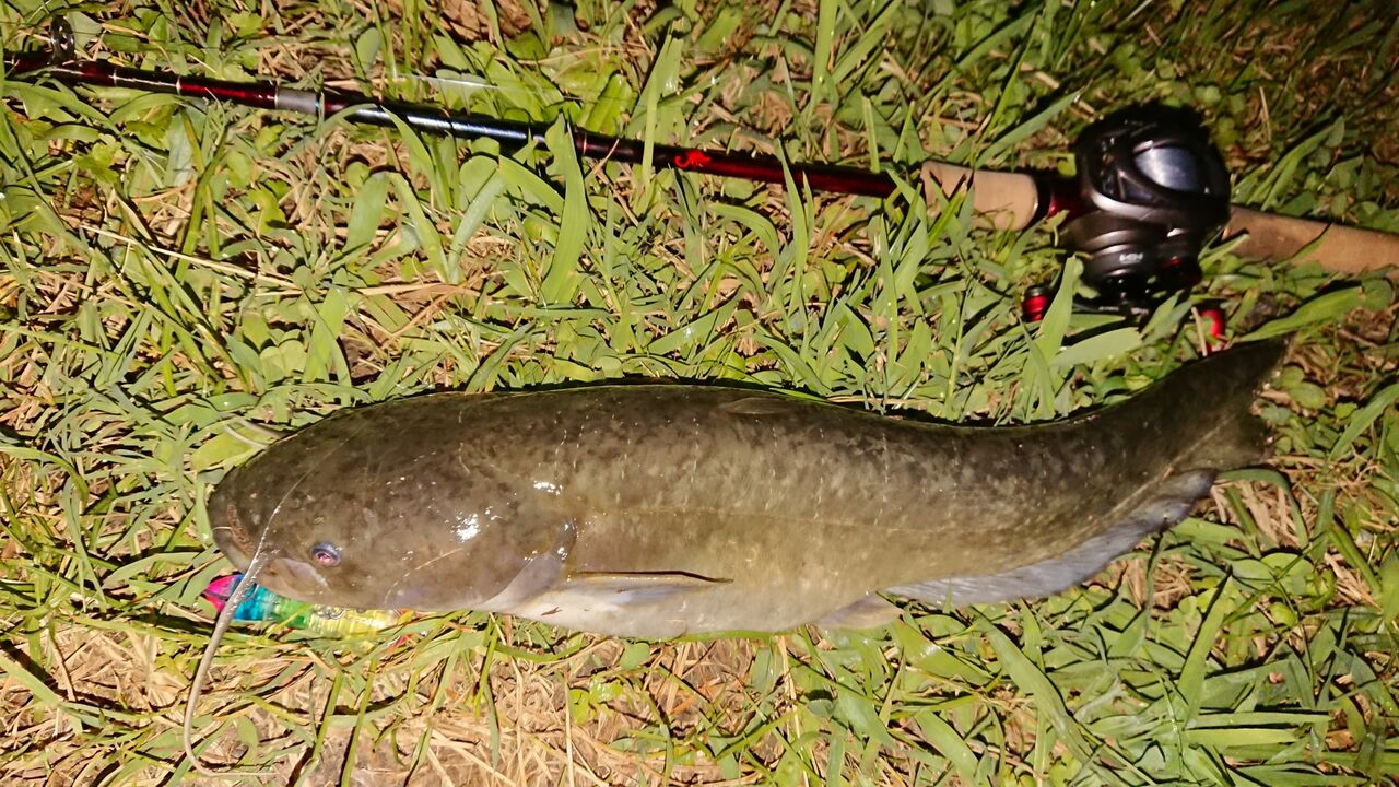 スープラ65pdがナマズに効く 釣り人ひたれん スープラ65pdがナマズに効く 釣り人ひたれん