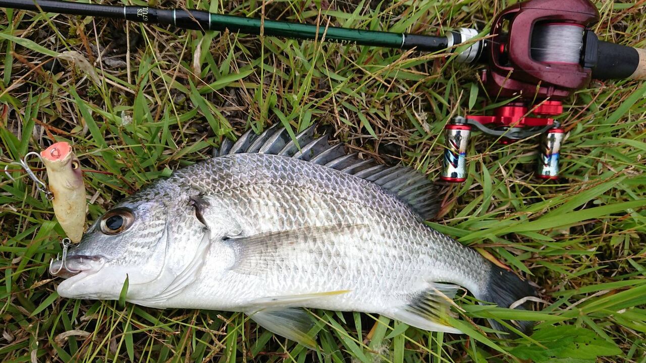 サビア67ULを一年使ったインプレ : 釣り人ひたれん