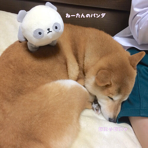 柴犬なつき取扱説明書
