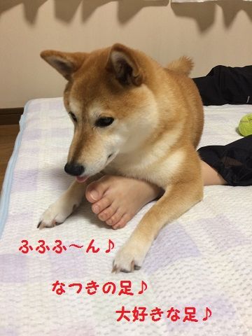 なっちゃん ｺﾋﾞﾄｷﾂﾈｻﾞﾙ ﾓｰﾄになる 柴犬なつき取扱説明書