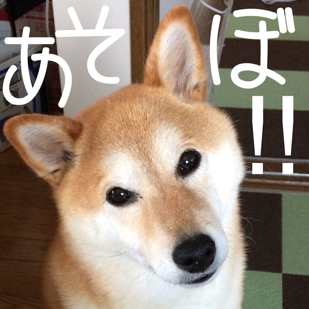 嘔吐に血 柴犬なつき取扱説明書 嘔吐に血 柴犬なつき取扱説明書