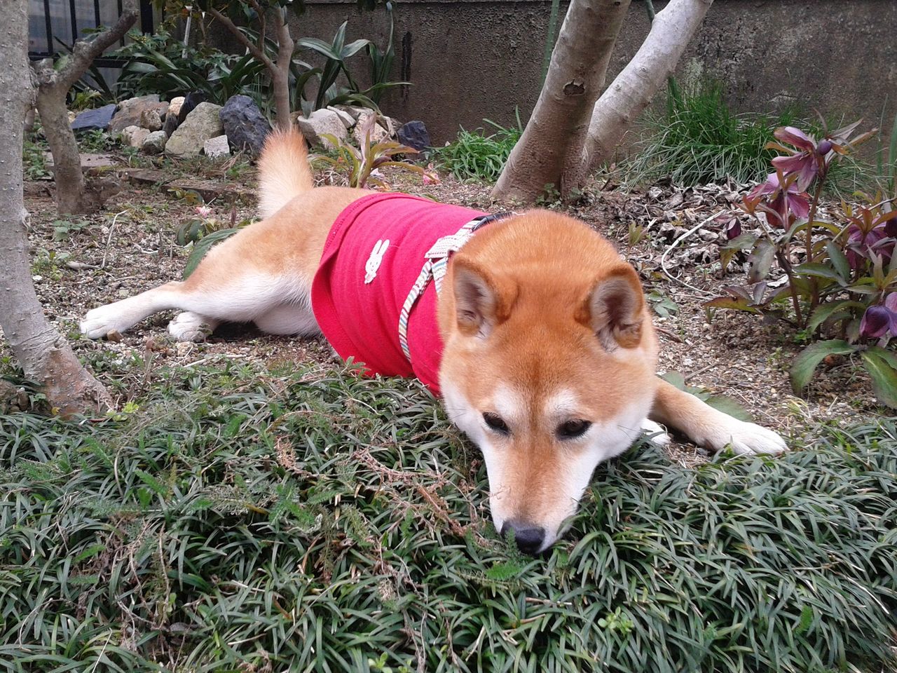 玄関のムカデ撲滅運動 柴犬なつき取扱説明書