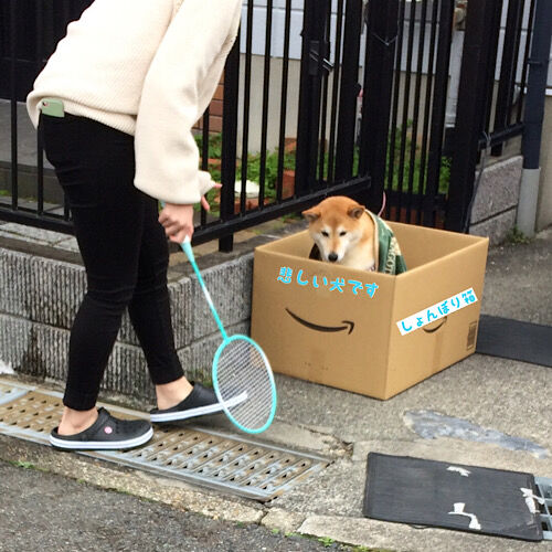 ダンボールの中の犬は切ない 柴犬なつき取扱説明書