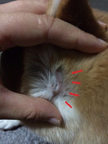 耳に毛が生えてきました 柴犬なつき取扱説明書 耳に毛が生えてきました 柴犬なつき取扱説明書