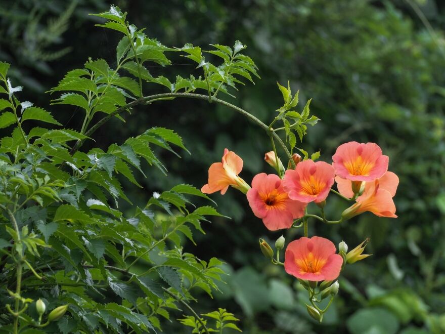梅雨時の花 またかくのごとし