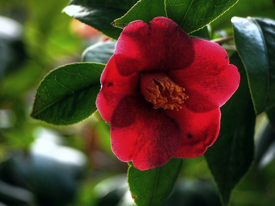 きれいな花 またかくのごとし