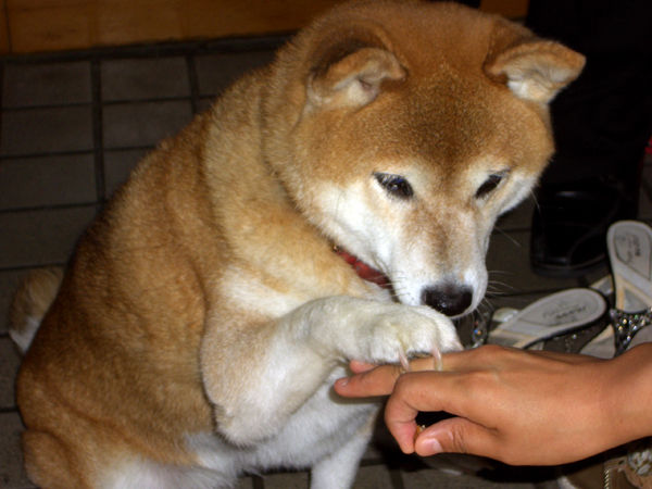 愛犬いまむかし 着付け 人と着 ひととき